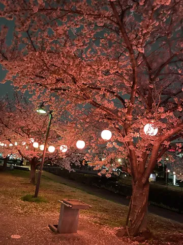 宵闇に咲く桜と灯りの宴