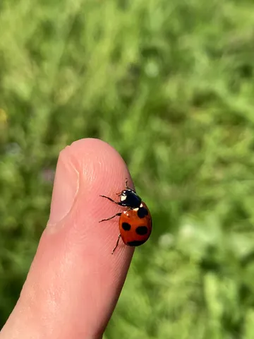 指先の小宇宙テントウ