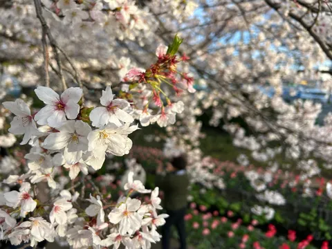 春風に揺れる桜、淡い色彩のコントラスト