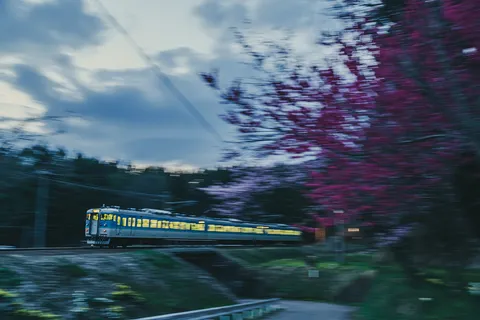 桜霞と光をまとう列車