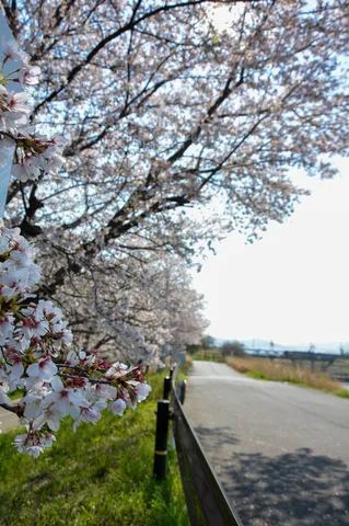 桜並木と春の道