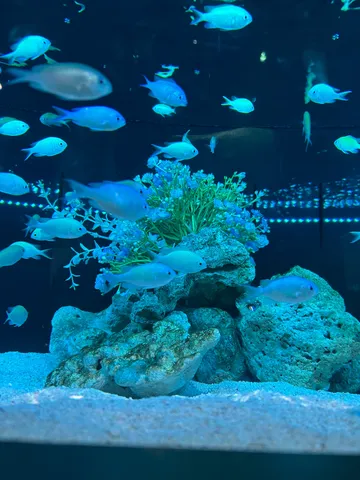 青い光と魚たちの静かな水中世界