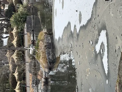 冬の池に佇む鳥と氷