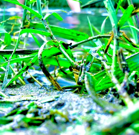水辺の草影と緑の匂い