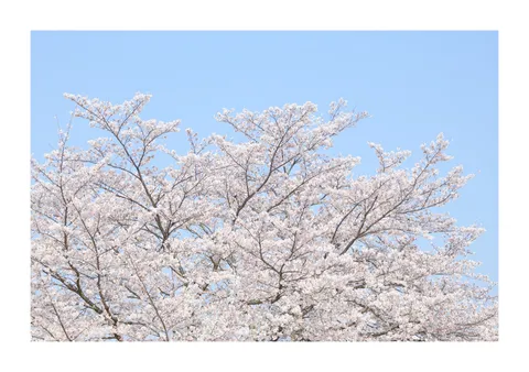 満開の桜、青空に映える