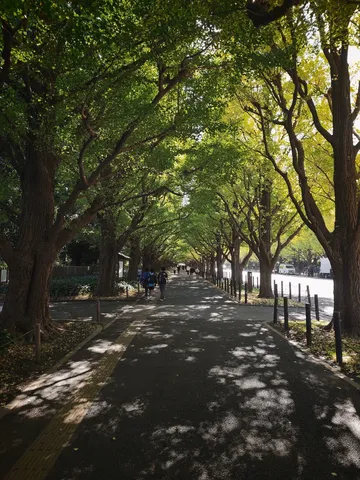 木洩れ日の散歩道