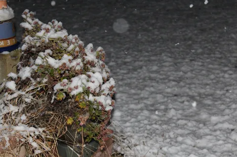 雪化粧した冬の花