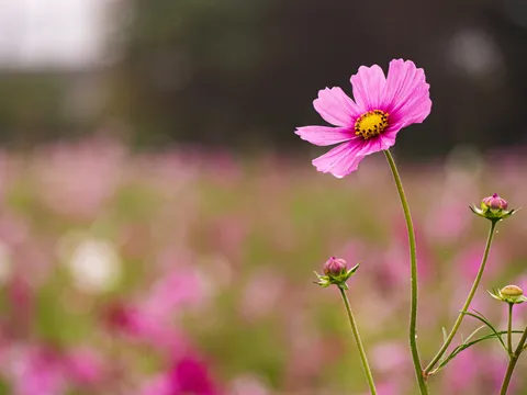 風に揺れるピンクの花