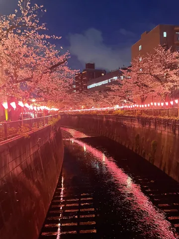 桜灯る水路の夜