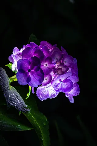 夜に咲く紫陽花の幻想