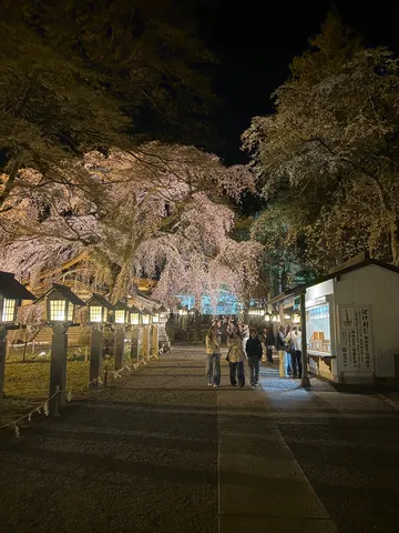 夜桜と灯りの神聖な参道