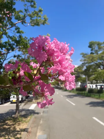 夏空に揺れるピンクの花