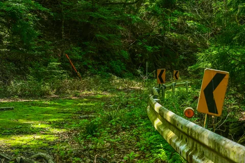 森に誘うカーブ