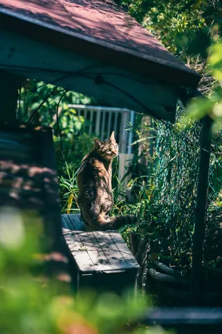 緑の葉陰に、猫の瞳