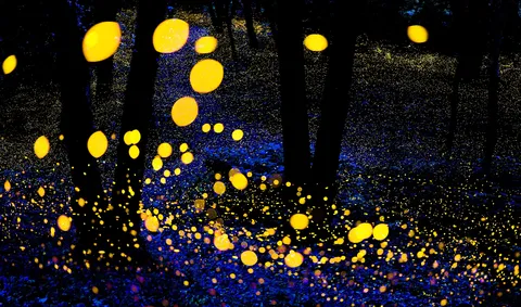 森を照らす光の粒