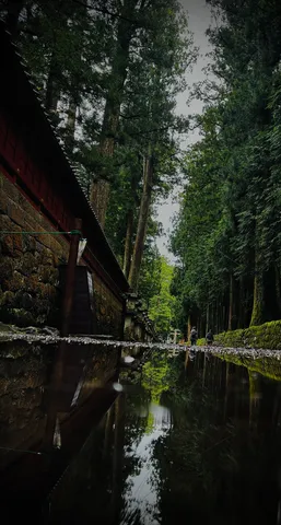 樹陰の鏡に映る静寂