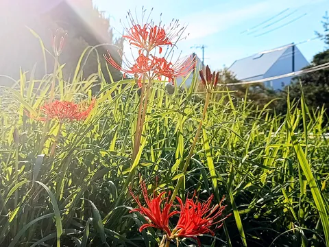朝露きらめく彼岸花の鮮烈