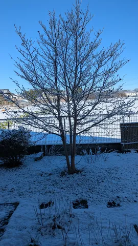雪化粧した木々と澄んだ青空