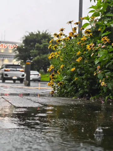 雨粒に濡れる水たまりと花