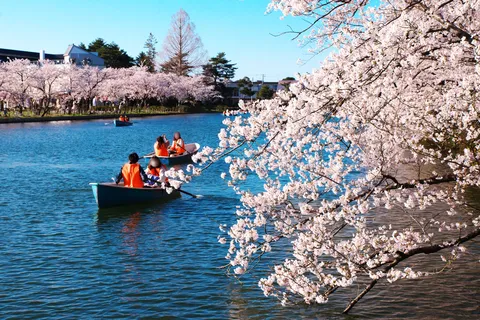 桜と小舟、春を映す水面