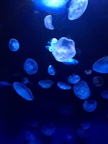 幻想的なクラゲたちの水中散歩