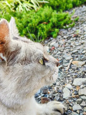 猫の視線の先、静かな日常