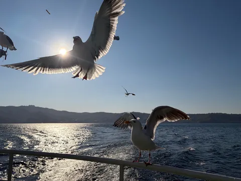 光を横切る、海の飛行隊