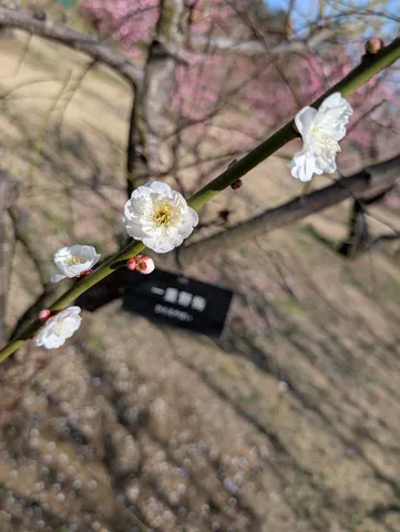 白い花の淡い春景色