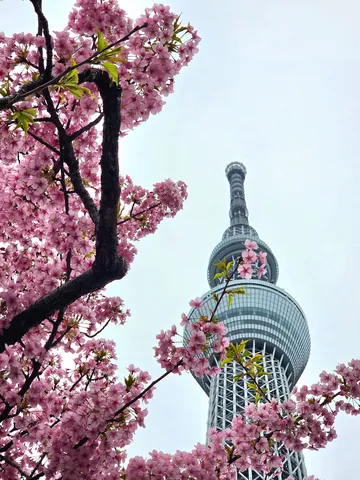 桜「ちょっと通りますよ！」