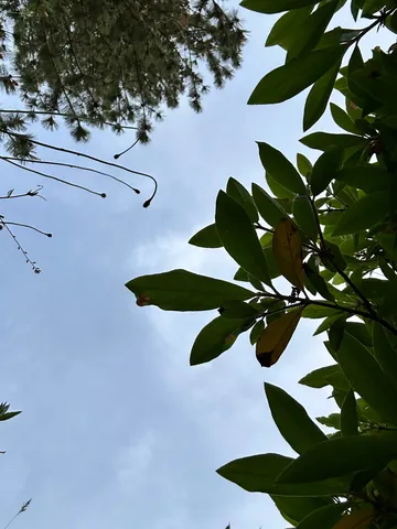 空を見上げる植物たち