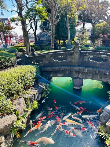 色と光の錦鯉風景