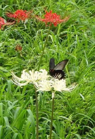 白と赤の花と黒蝶の舞