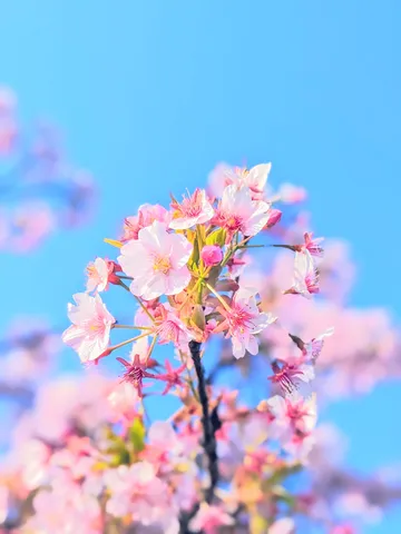 空に舞う、春の淡い息吹