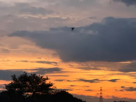 燃える空と一羽の鳥