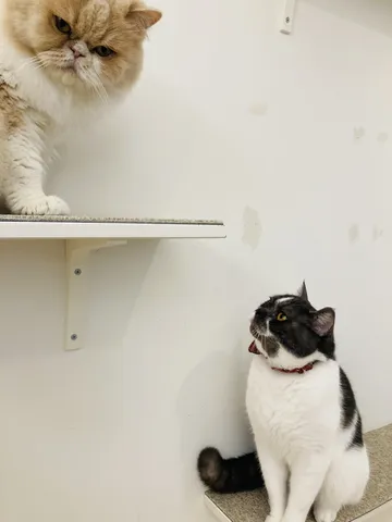 見つめ合う棚上の猫たち