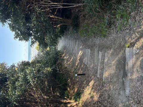 海へと続く森の小道