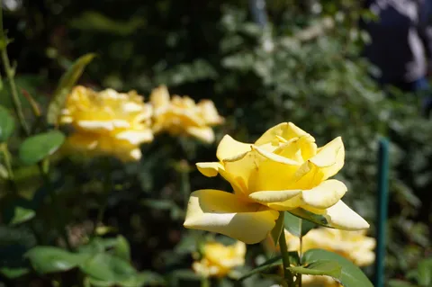 陽光を浴びた黄の薔薇