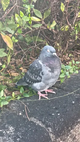 まどろむ鳩、午後のひととき