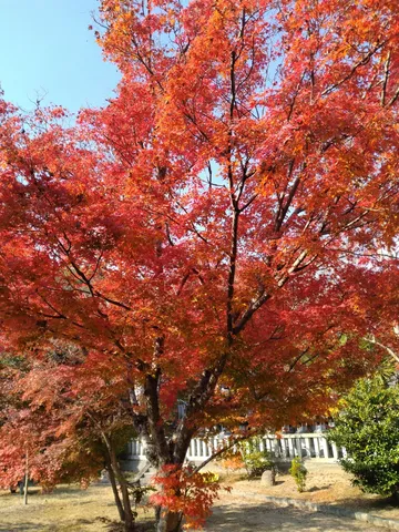 燃えるような紅葉の木