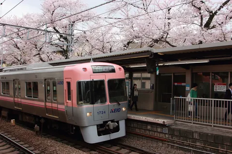 桜の屋根を走る電車