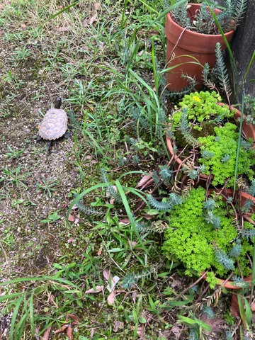 甲羅を背負って、小さな冒険