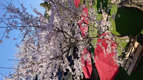 満開の桜と赤いパラソル