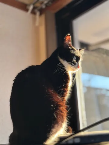 窓辺に佇む、光を纏う黒猫