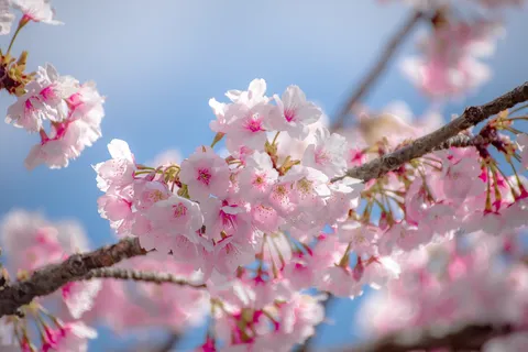 春の訪れ、淡い桜色の海