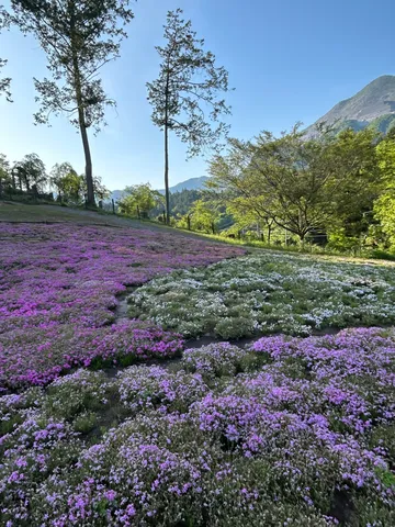 緑と紫の花の絨毯、爽やかな山の風景