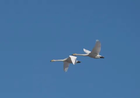 青空を舞う白鳥、飛翔の瞬間