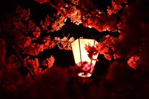 夜桜と提灯、幻想的な光景