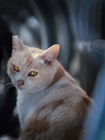 琥珀色の瞳、物語を映して