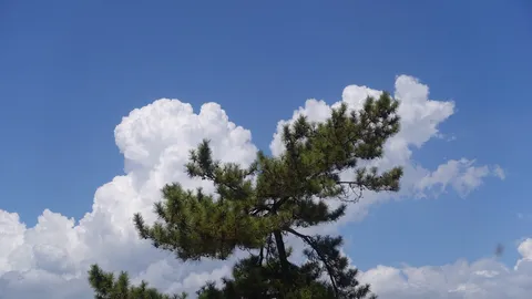 風と雲をつなぐ松の影