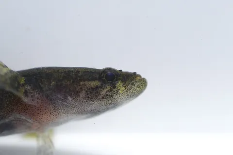 水の底から見つめる瞳